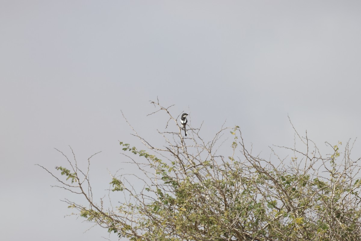 Southern Fiscal - ML642825270