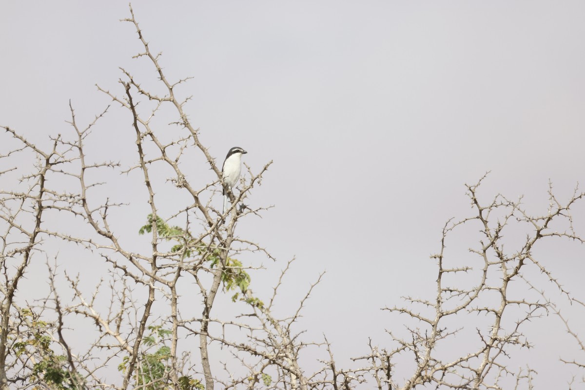 Southern Fiscal - ML642825272
