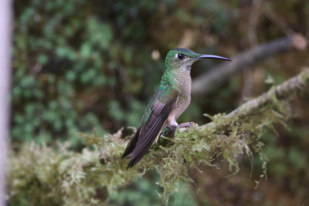 Fawn-breasted Brilliant - ML642825280