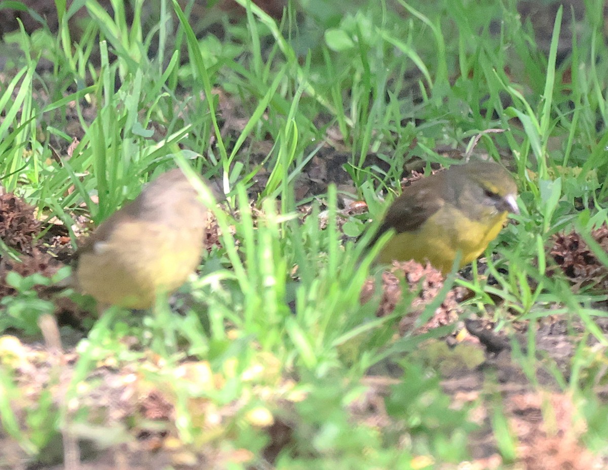 Cape Siskin - ML642825288
