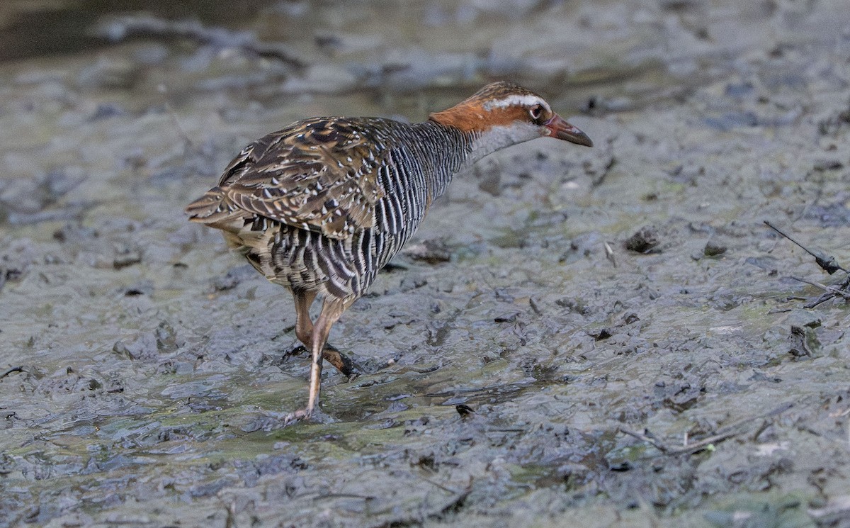 Buff-banded Rail - ML642825292