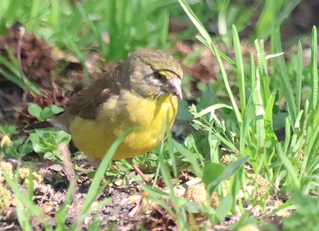 Cape Siskin - ML642825293