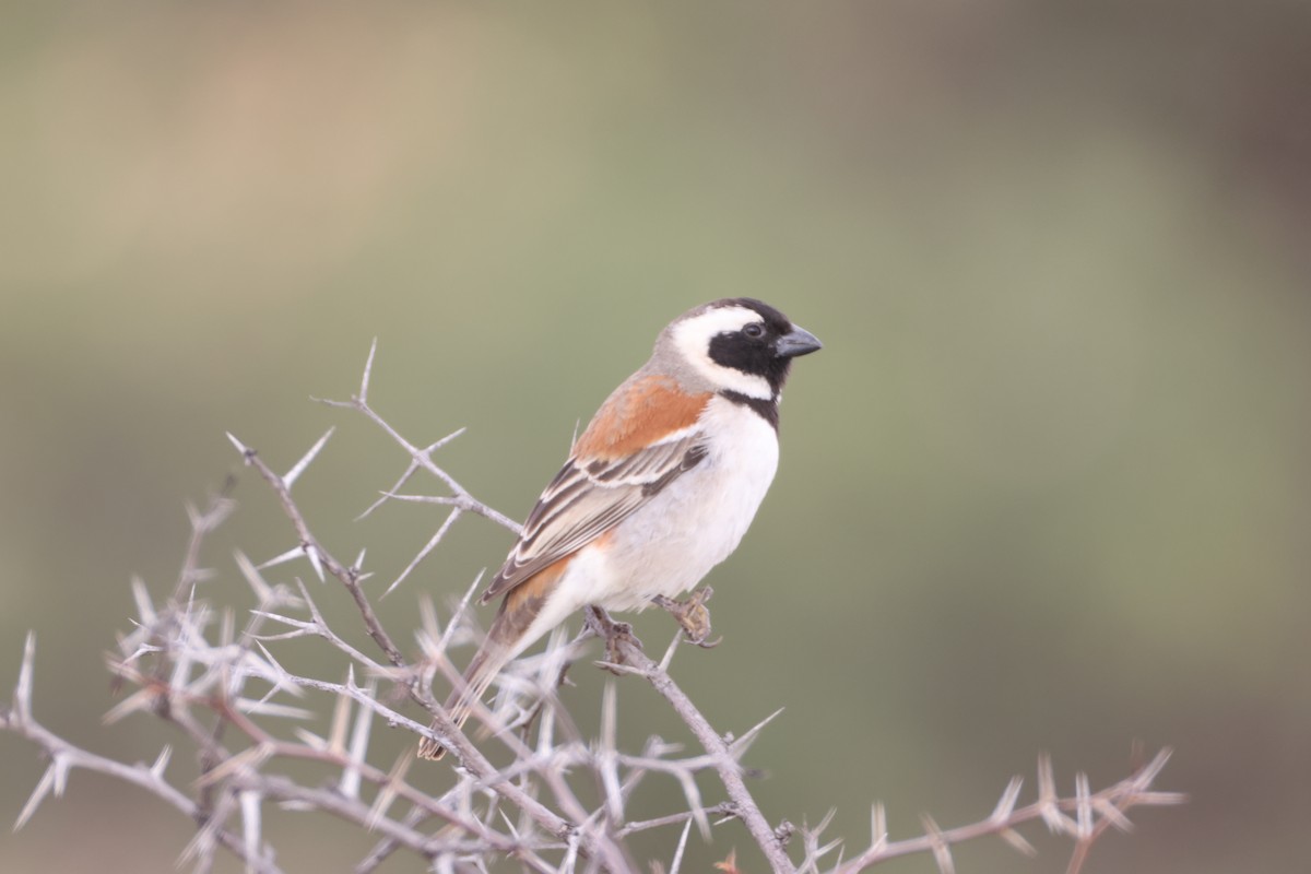 Cape Sparrow - ML642825302