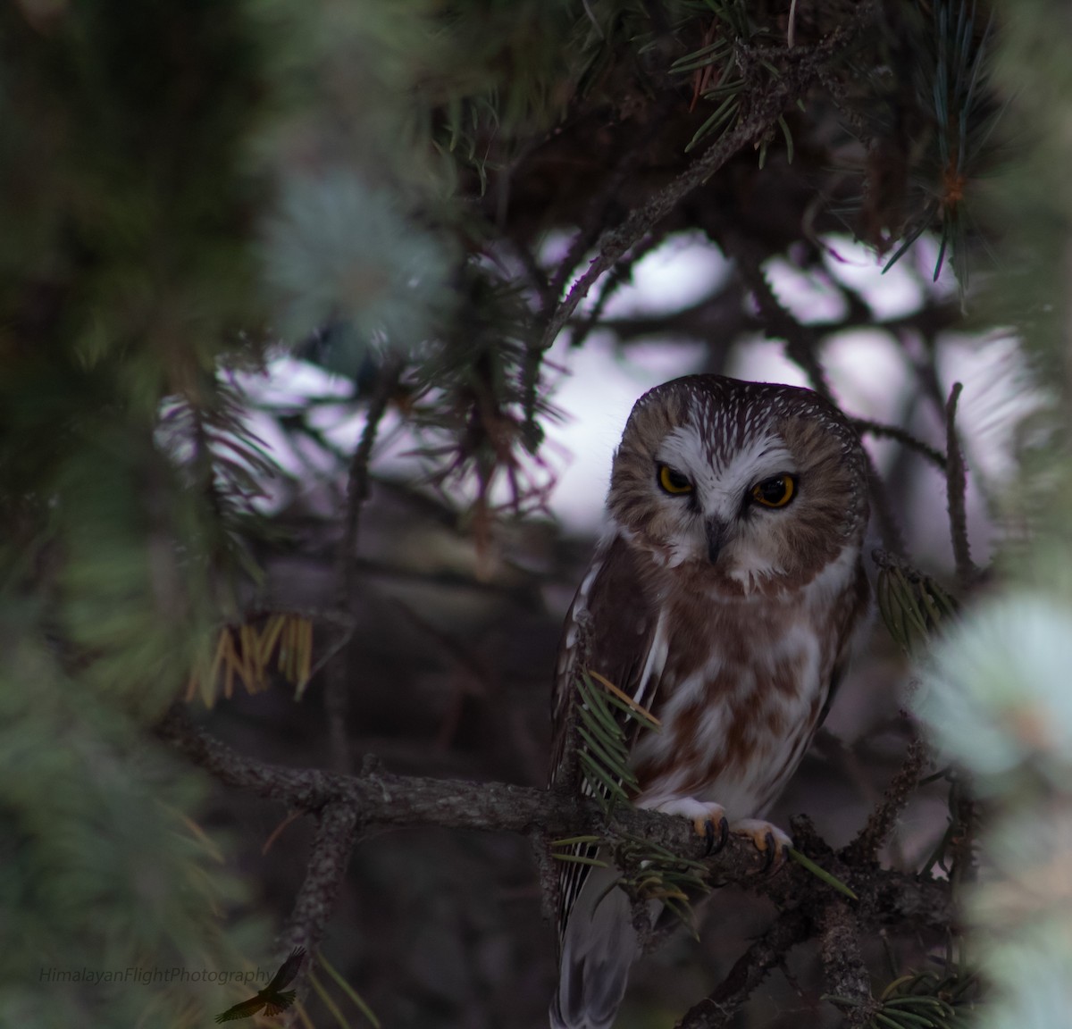 Northern Saw-whet Owl - ML642825304