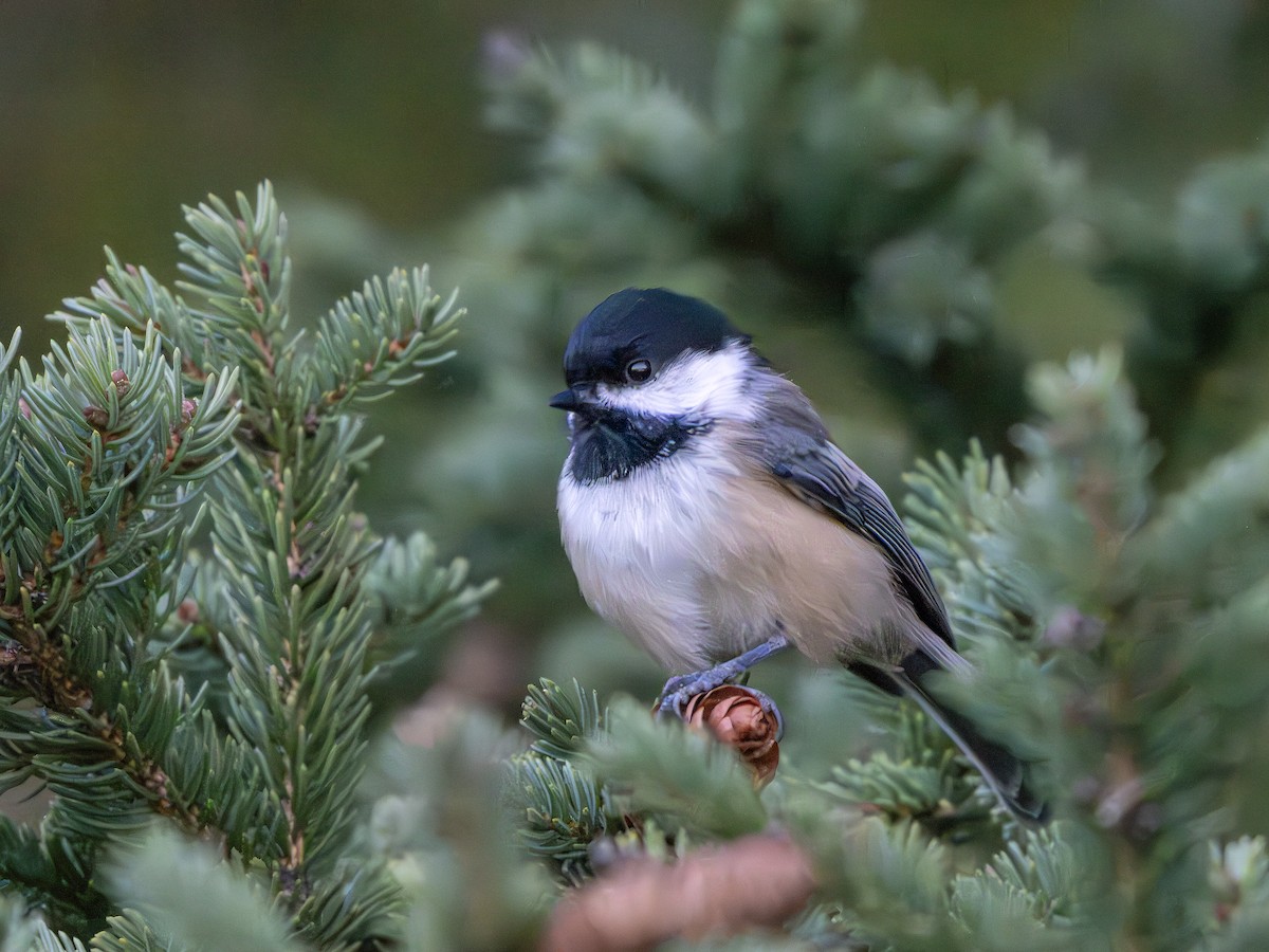 Black-capped Chickadee - ML642825305