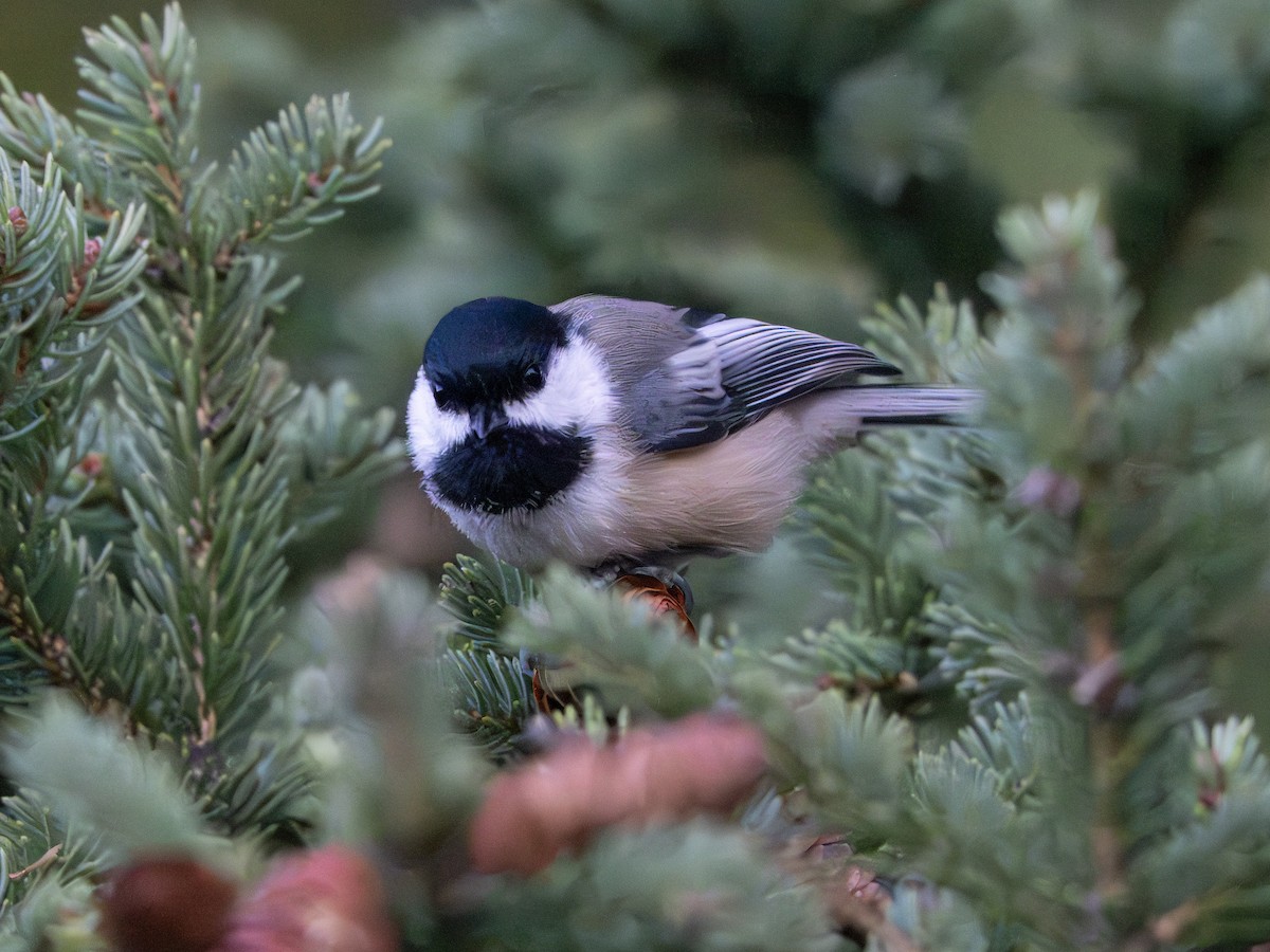 Black-capped Chickadee - ML642825308