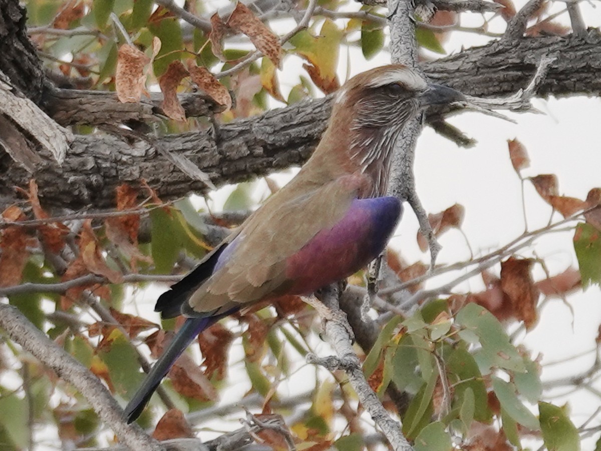 Purple Roller - ML642825309