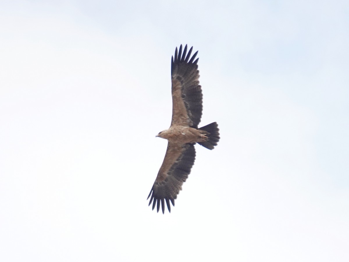 Tawny Eagle - ML642825311