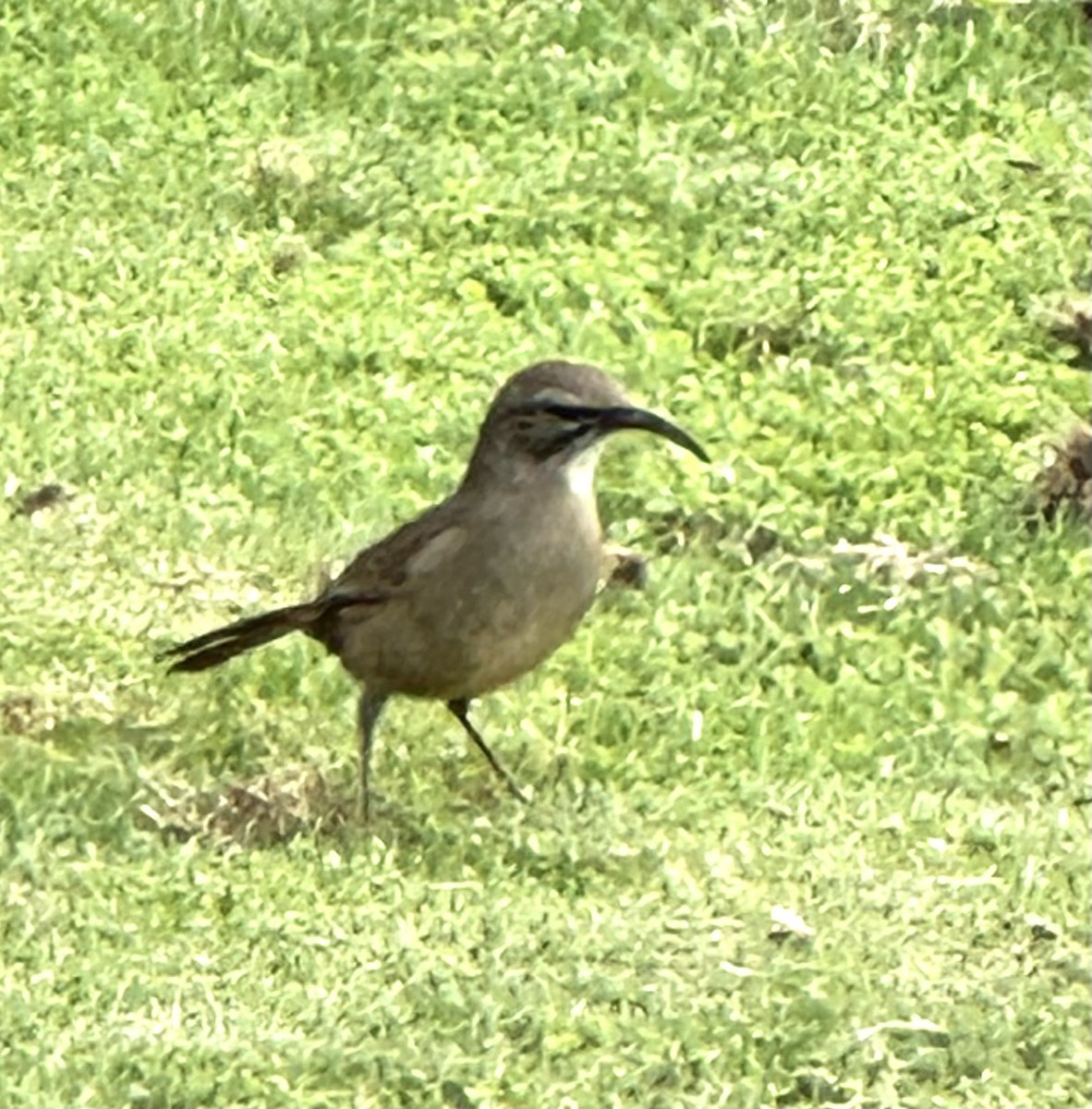 California Thrasher - ML642825312