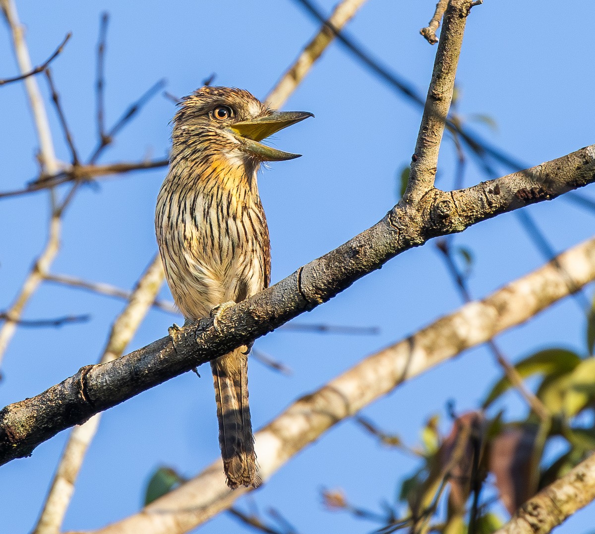 Eastern Striolated-Puffbird - ML642825313