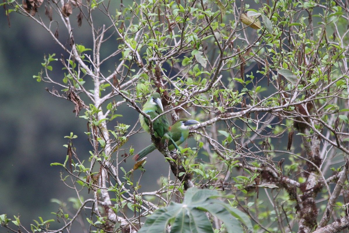 Blue-banded Toucanet - ML642825314