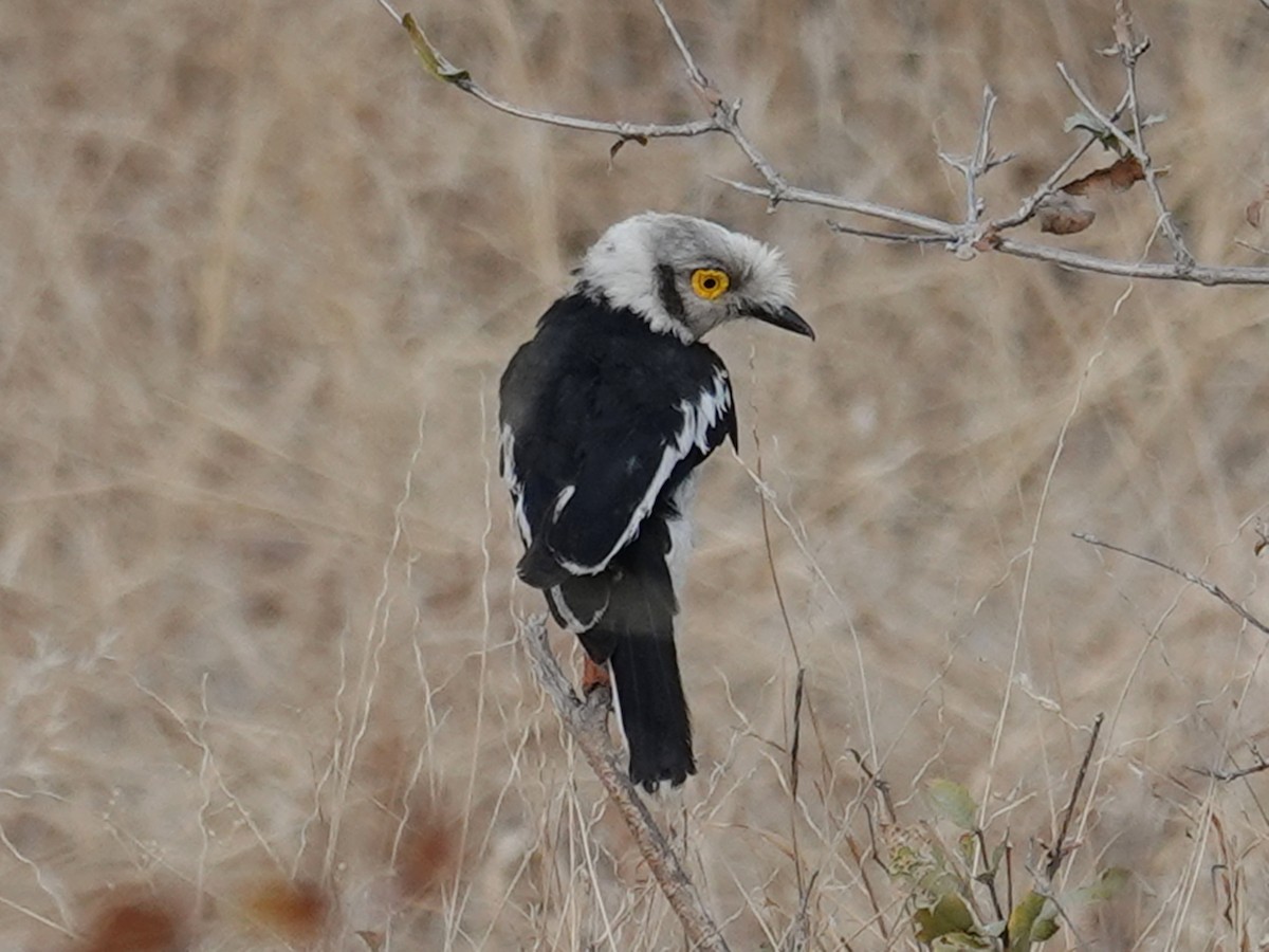 White-crested Helmetshrike (Yellow-eyed) - ML642825316