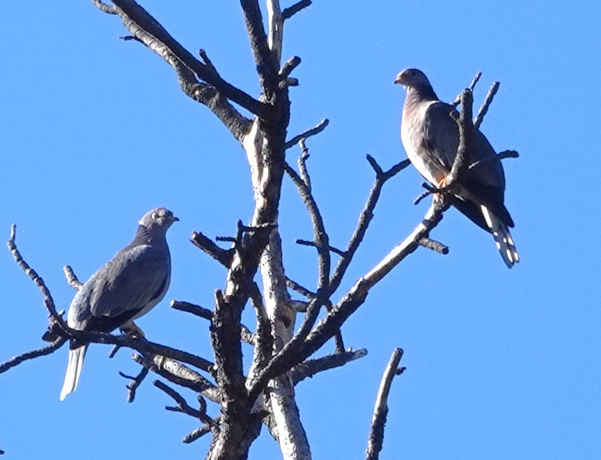 Band-tailed Pigeon - ML642825317