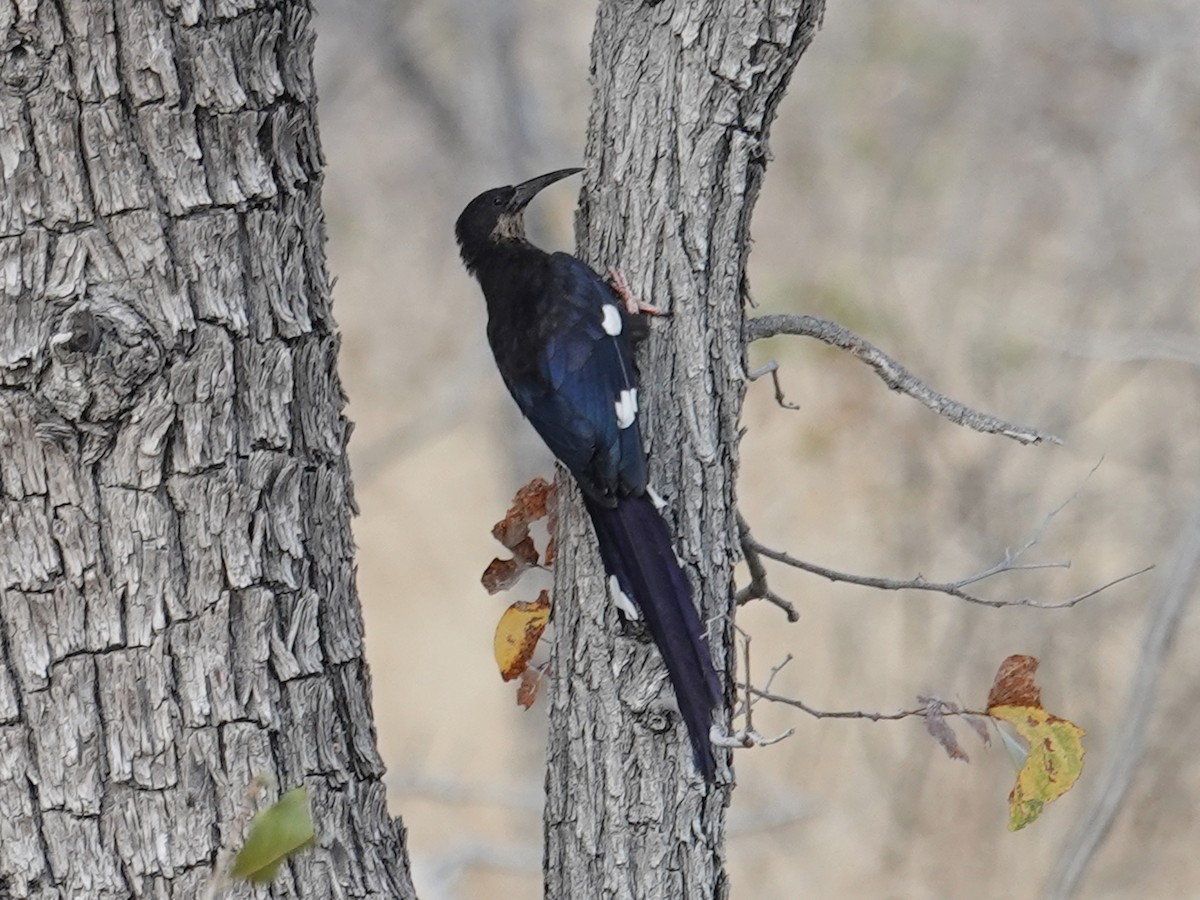 Violet Woodhoopoe (Violet) - ML642825318