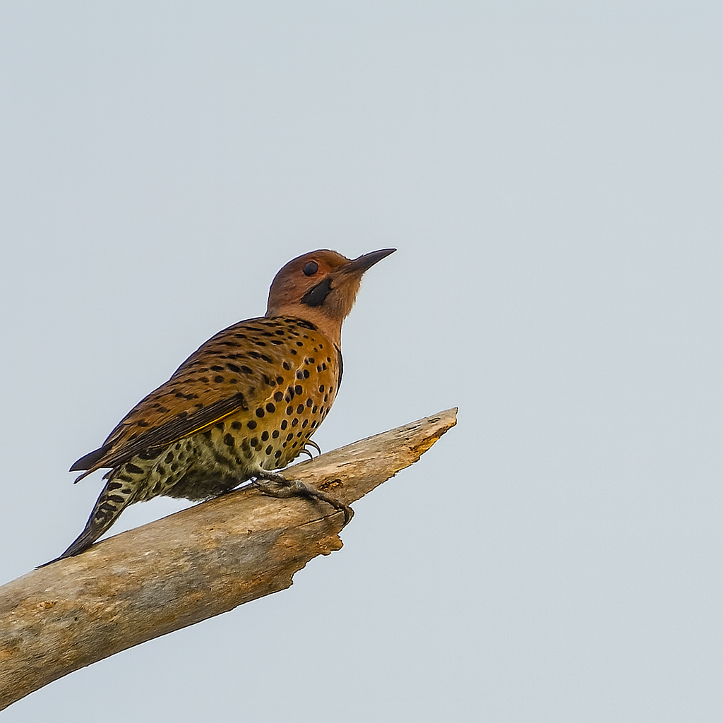 Northern Flicker - ML642825320