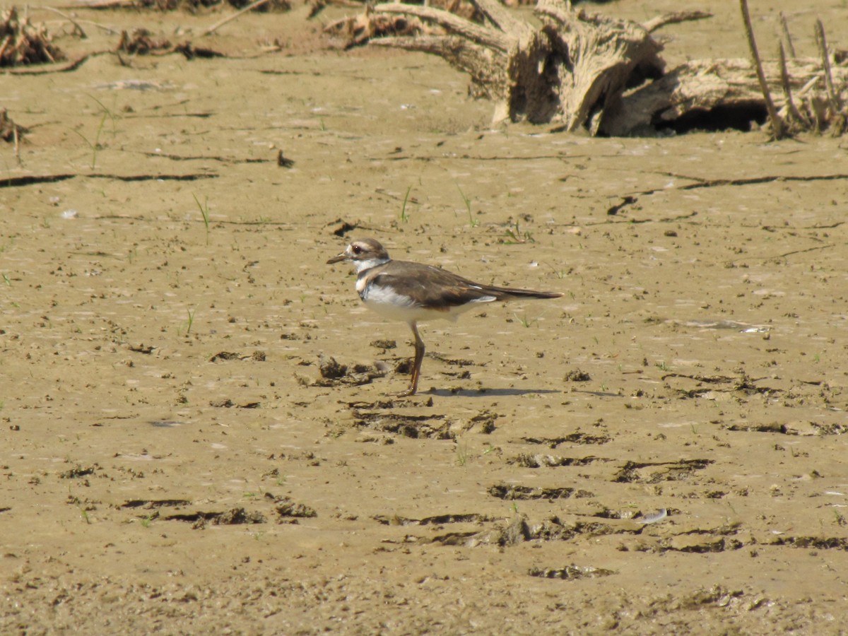 Killdeer - ML642825322
