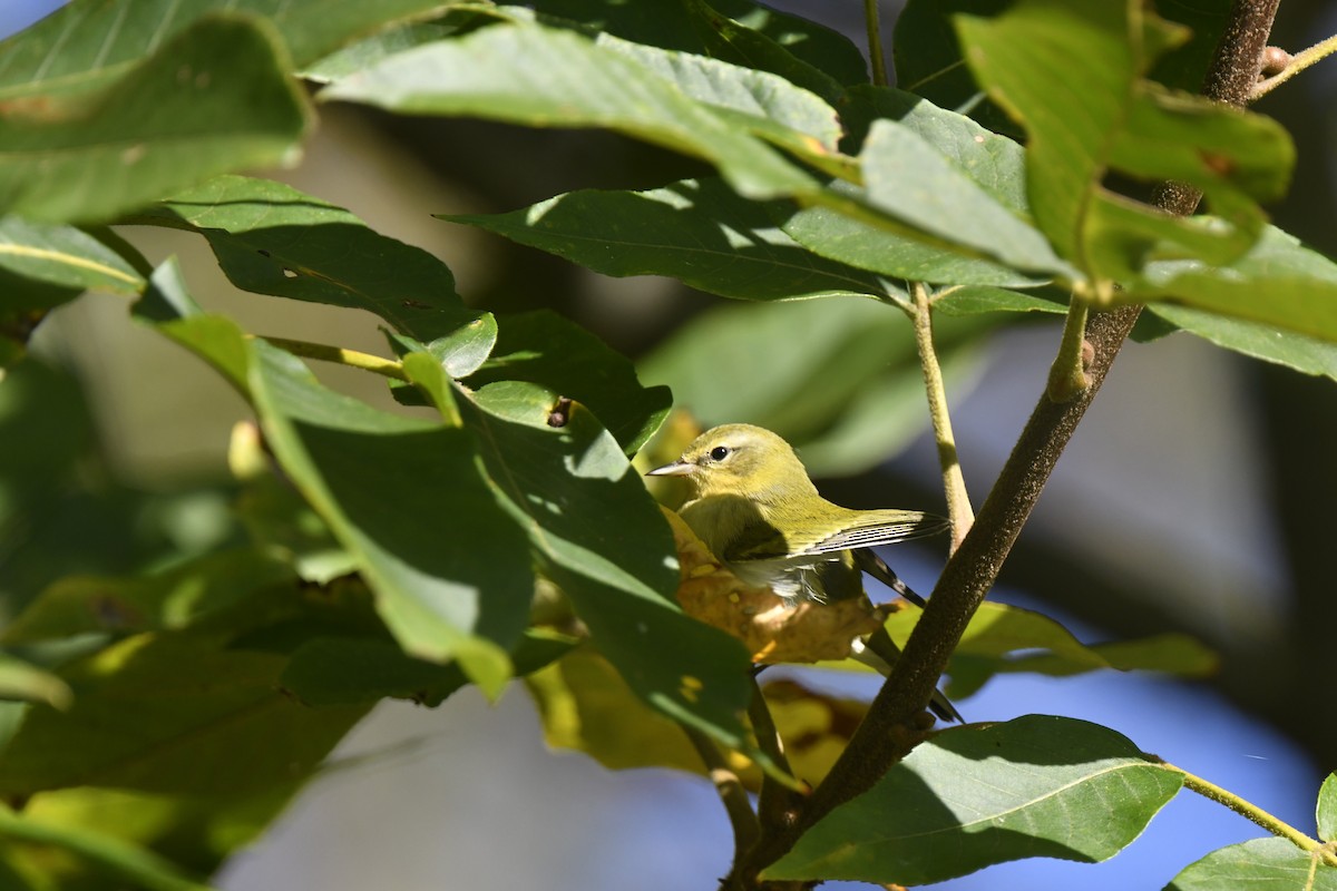 Tennessee Warbler - ML642825323