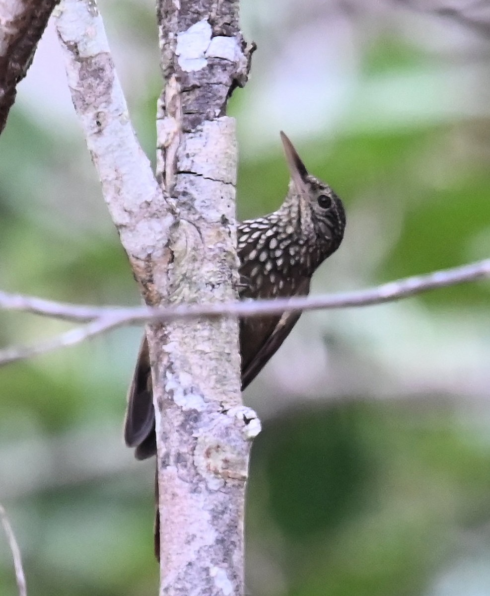 Straight-billed Woodcreeper - ML642825324