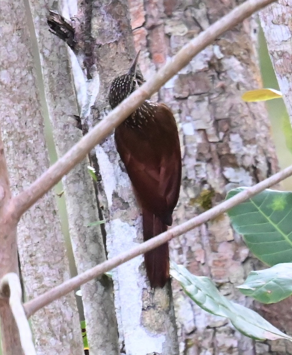 Straight-billed Woodcreeper - ML642825325