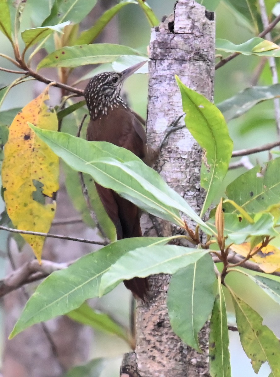 Straight-billed Woodcreeper - ML642825326