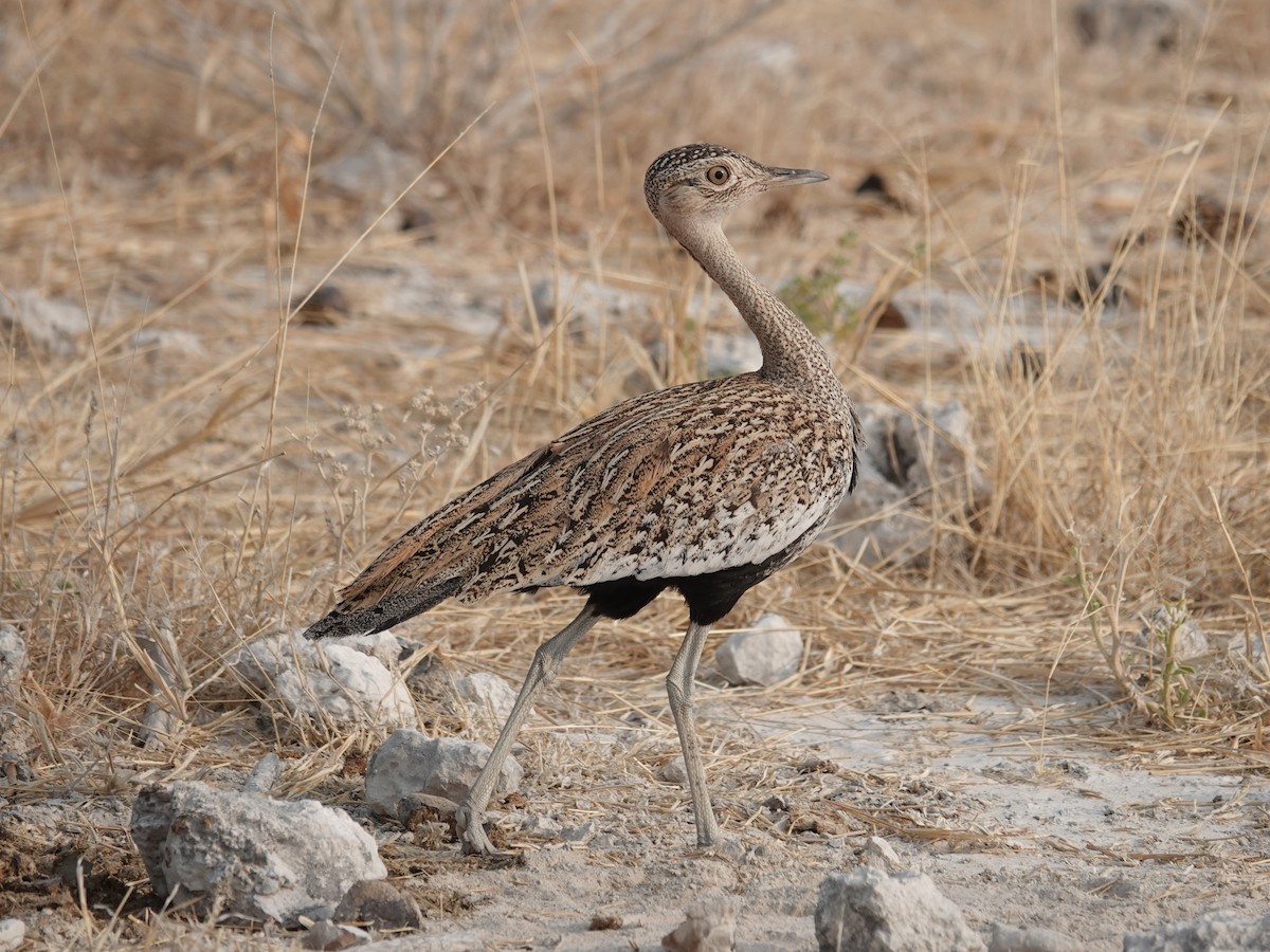 Red-crested Bustard - ML642825329