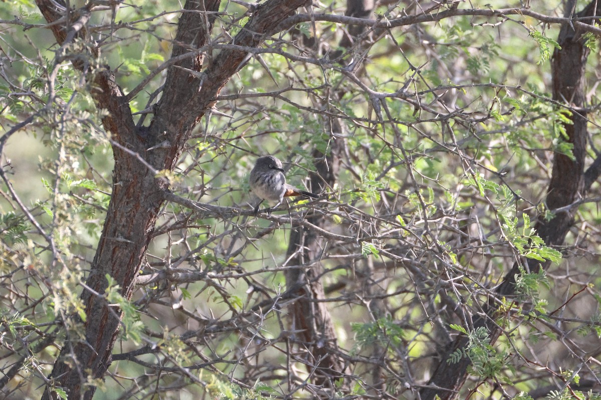 Chestnut-vented Warbler - ML642825330