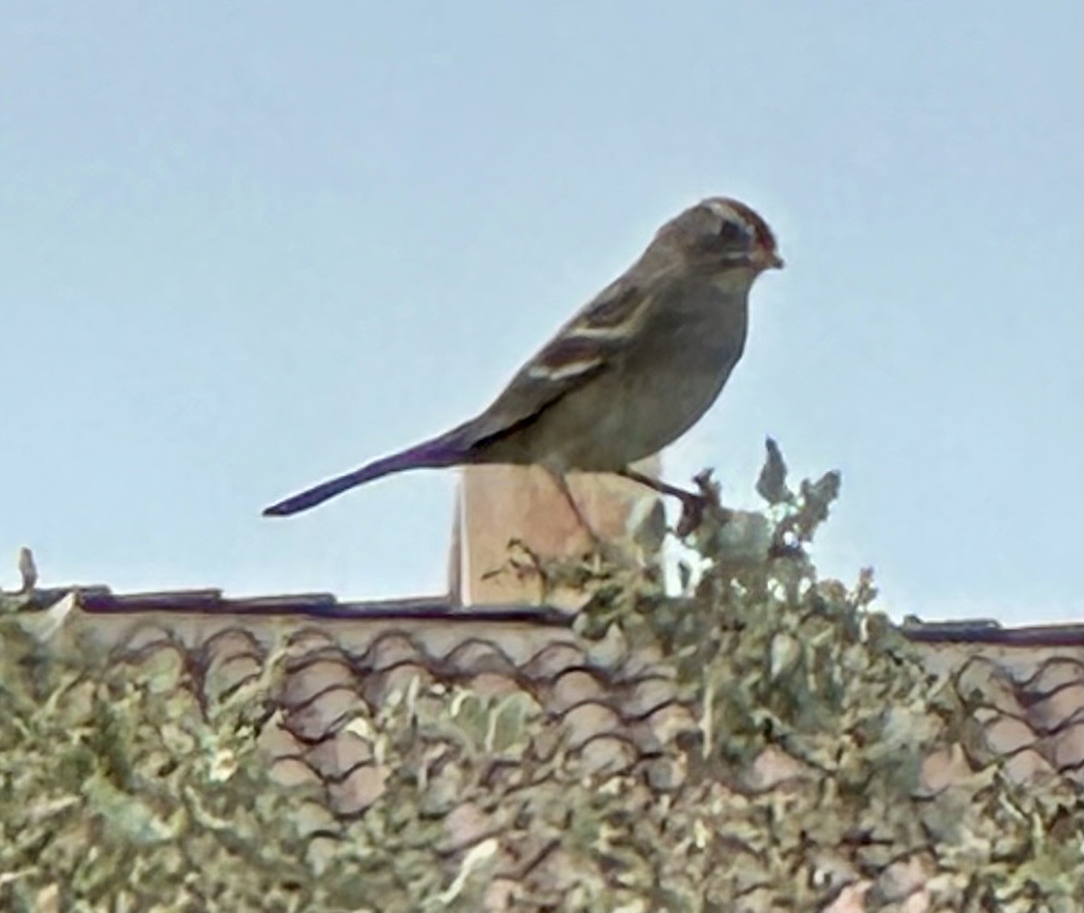 White-crowned Sparrow - ML642825331