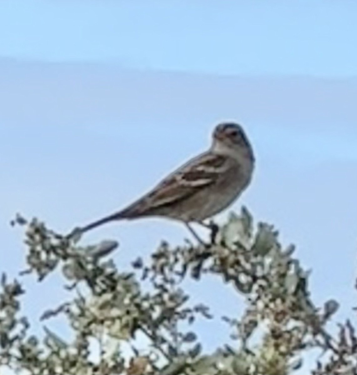 White-crowned Sparrow - ML642825332