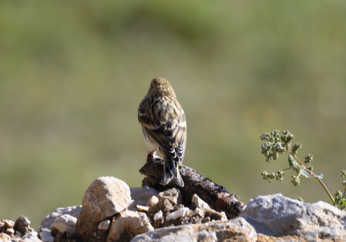 European Serin - ML642825333