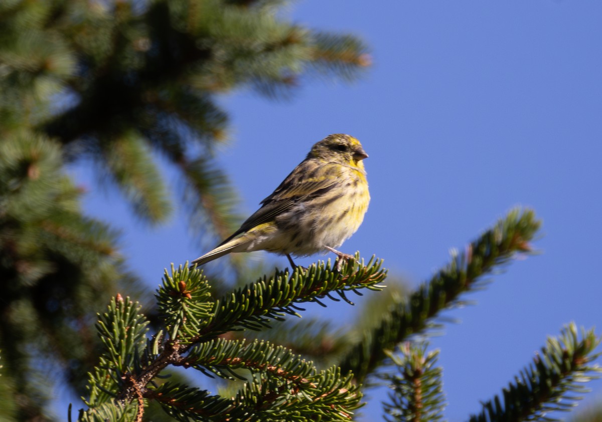 European Serin - ML642825334