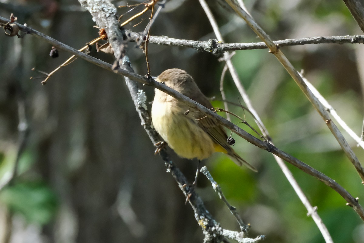 Palm Warbler - ML642825335