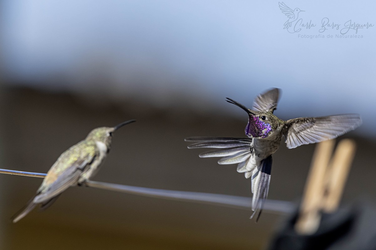 Oasis Hummingbird - ML642825338