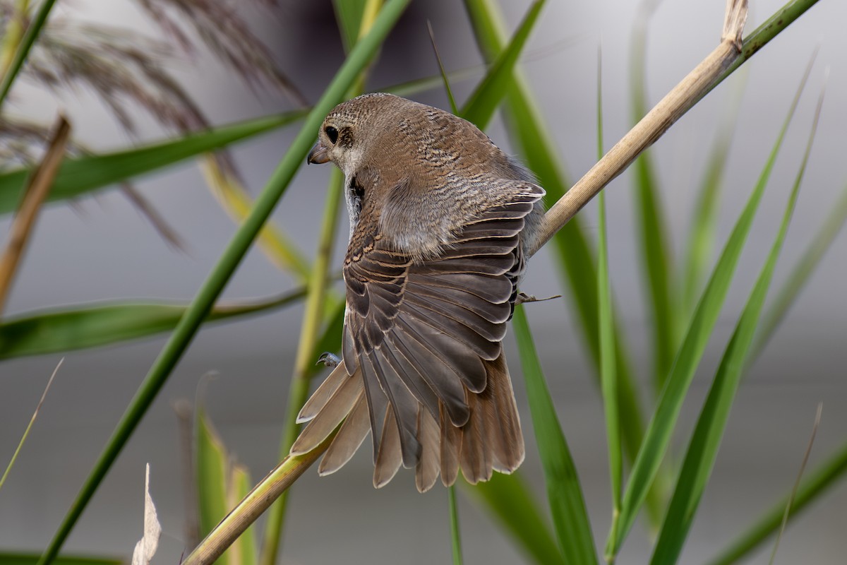 Red-backed Shrike - ML642825351
