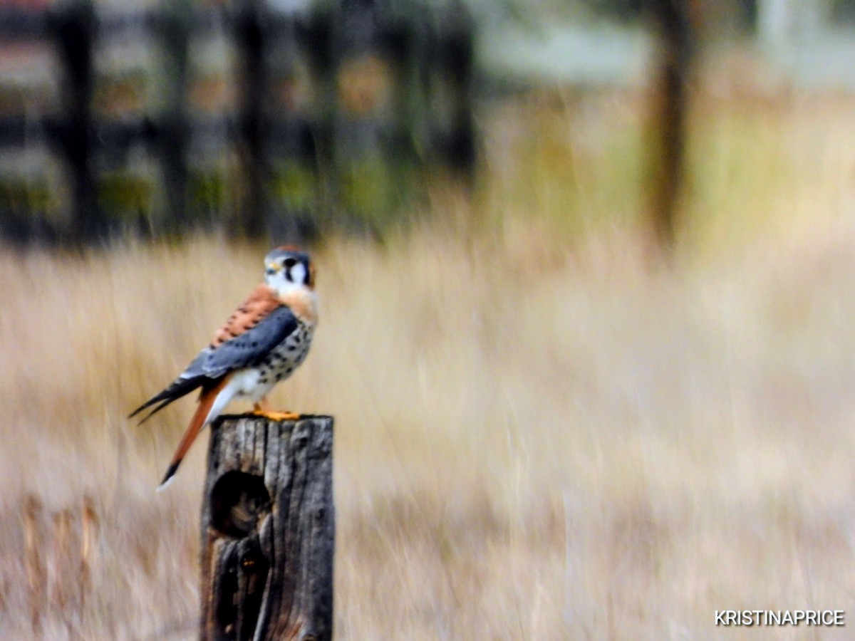 American Kestrel - ML642825355
