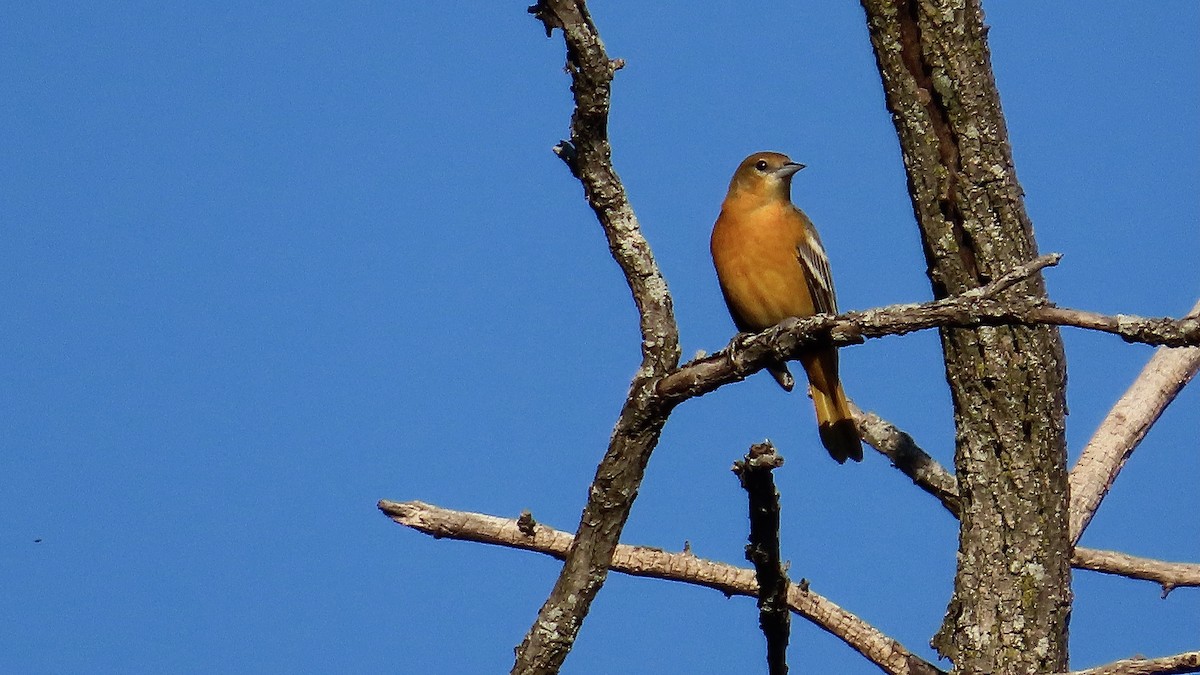 Baltimore Oriole - ML642825363