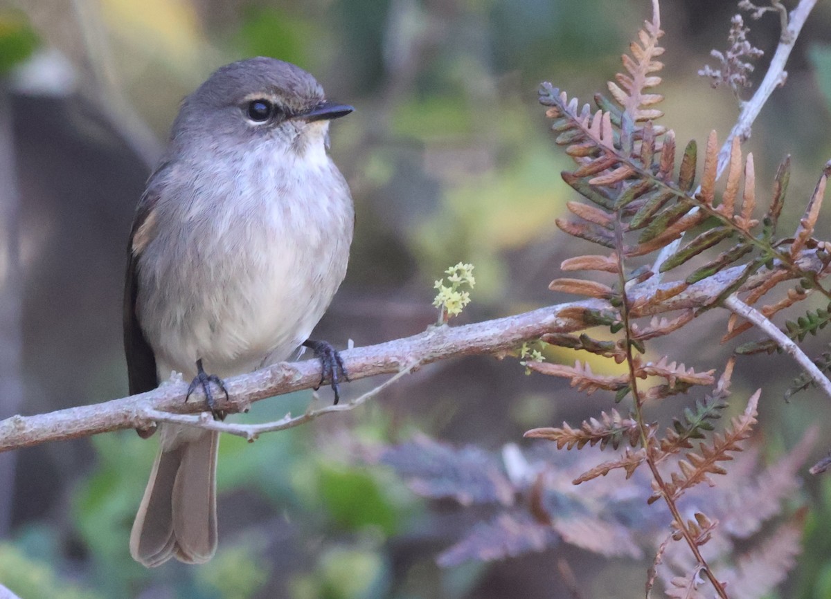 African Dusky Flycatcher - ML642825370
