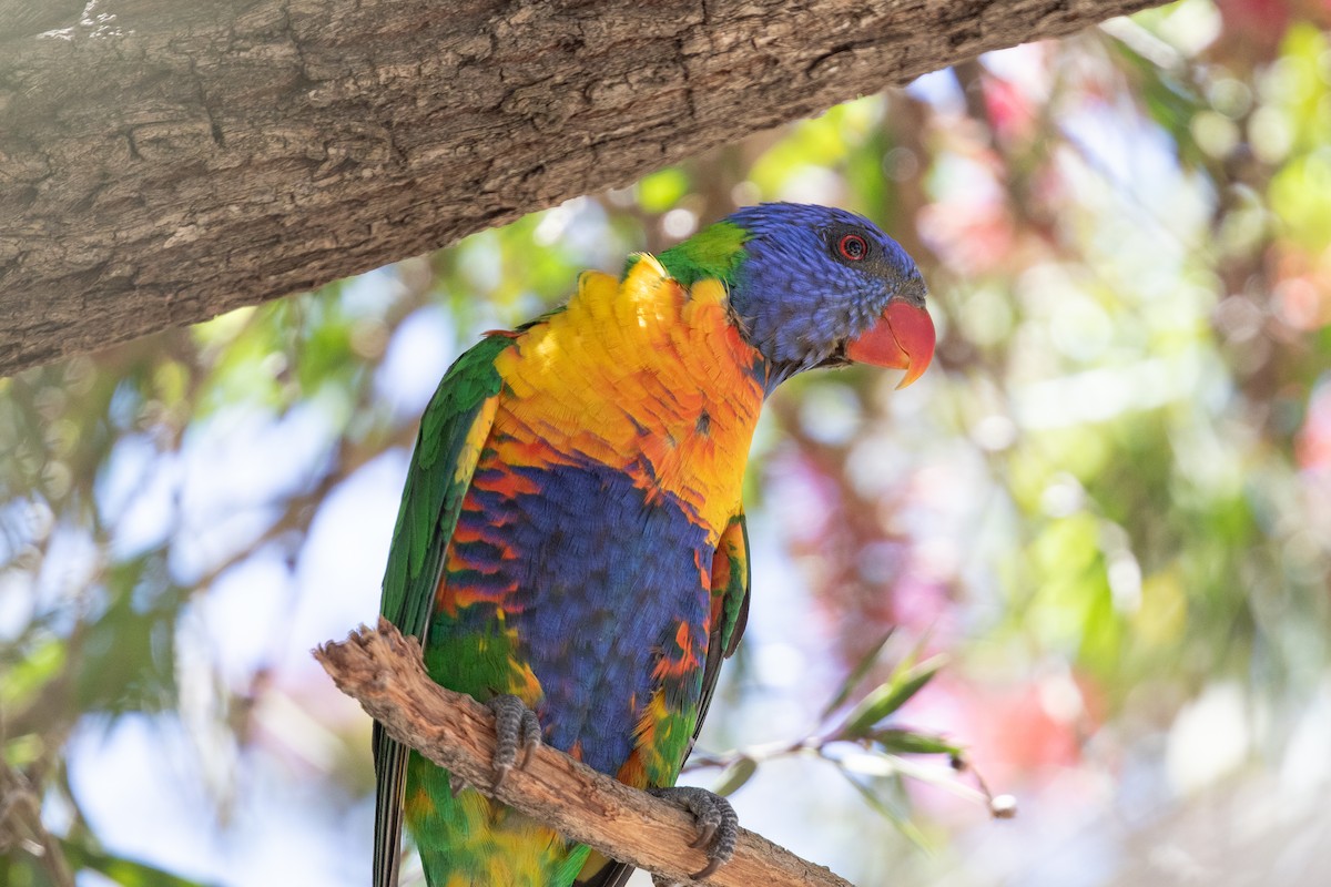 Rainbow Lorikeet - ML642825372