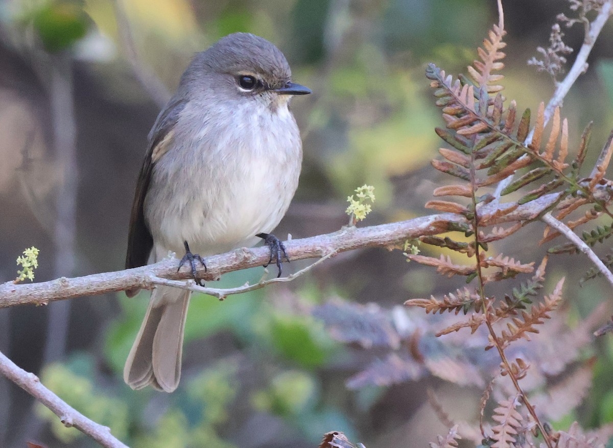 African Dusky Flycatcher - ML642825374