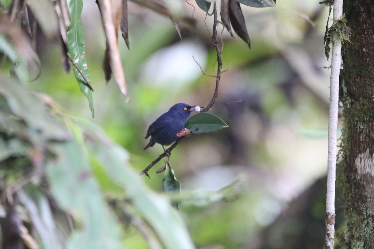 Deep-blue Flowerpiercer - ML642825375