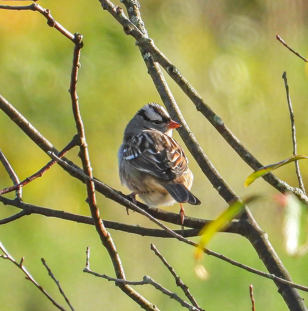 White-crowned Sparrow - ML642825378