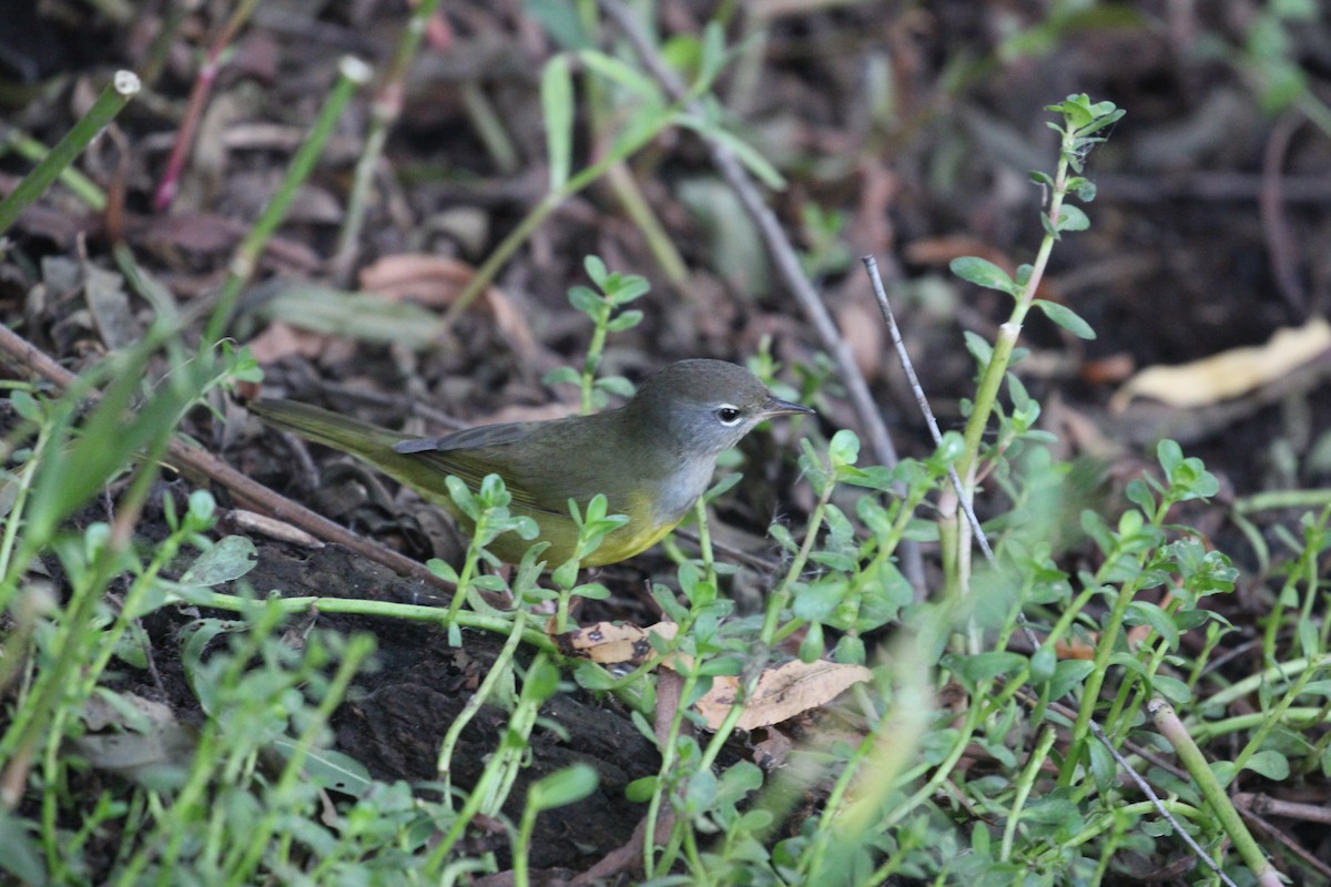 MacGillivray's Warbler - ML642825379