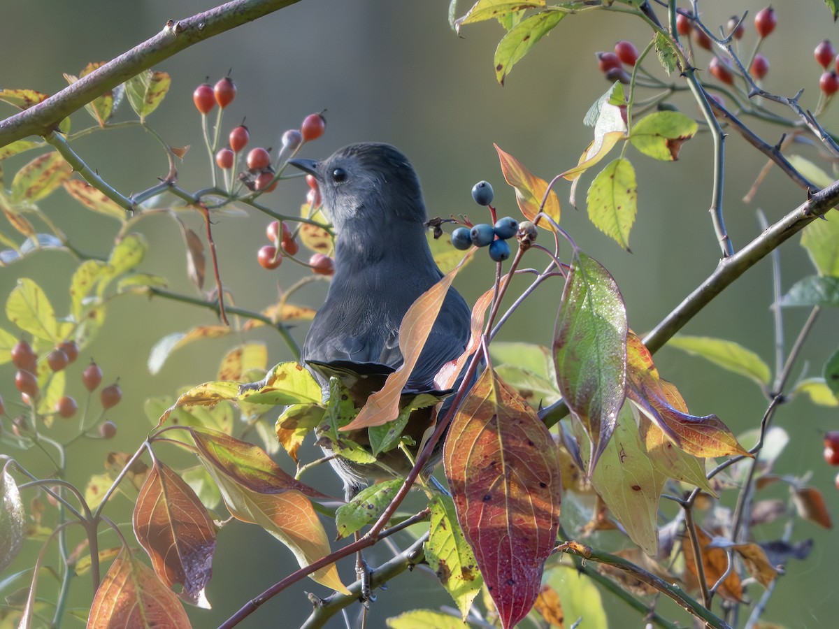 Gray Catbird - ML642825381
