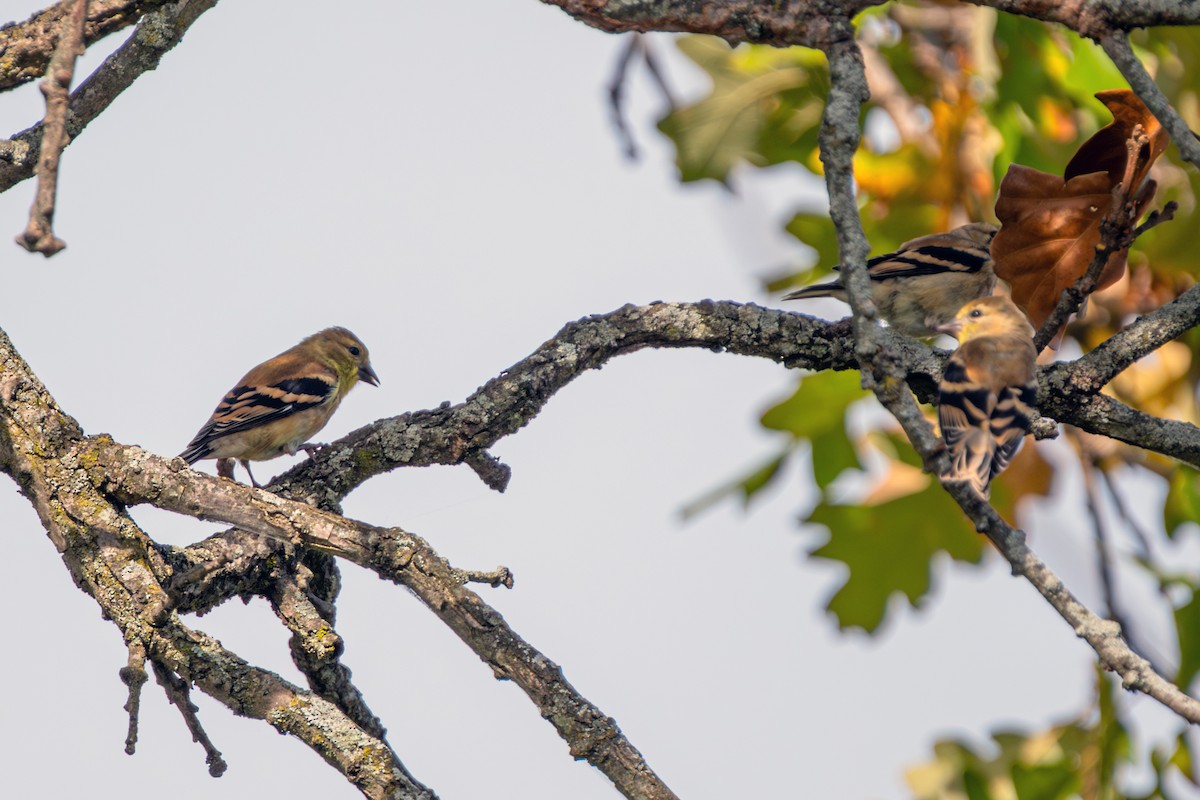 American Goldfinch - ML642825382