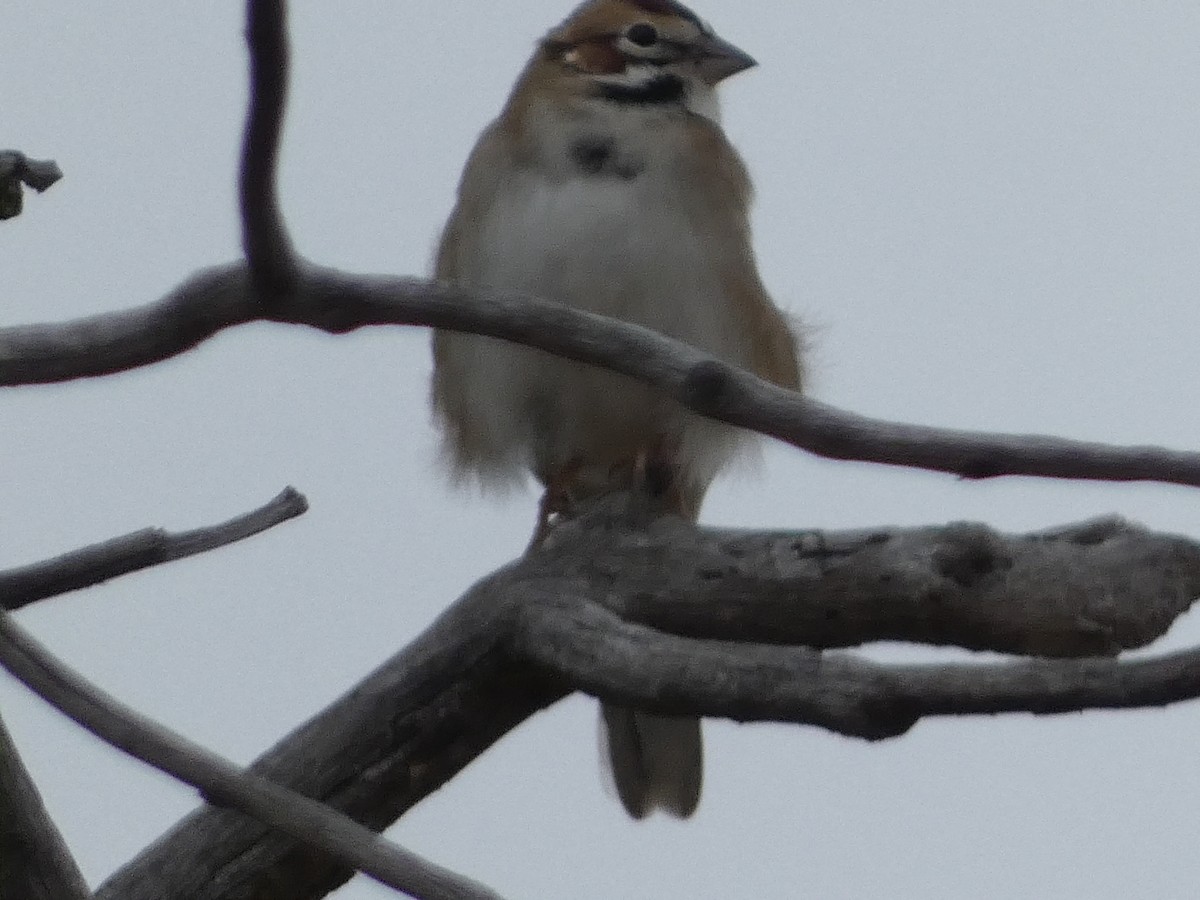 Lark Sparrow - ML642825384