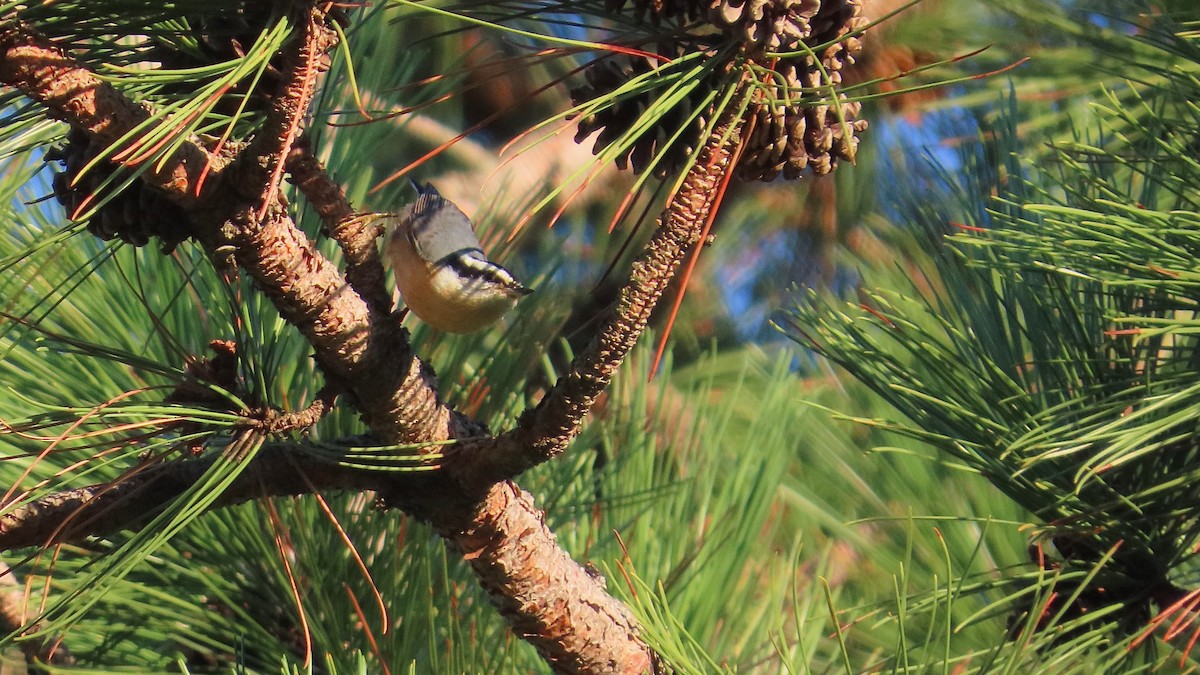 Red-breasted Nuthatch - ML642825385