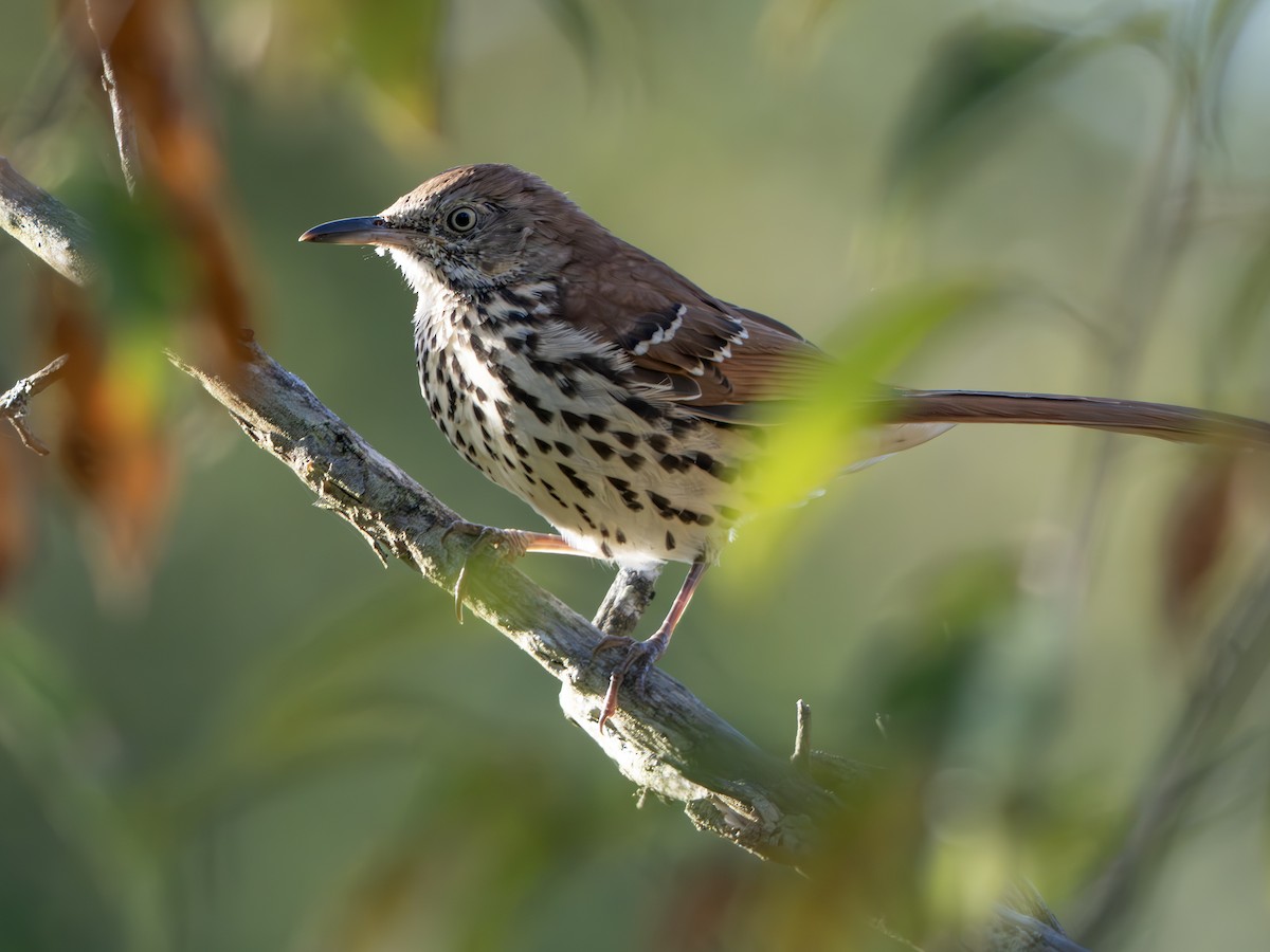 Brown Thrasher - ML642825389