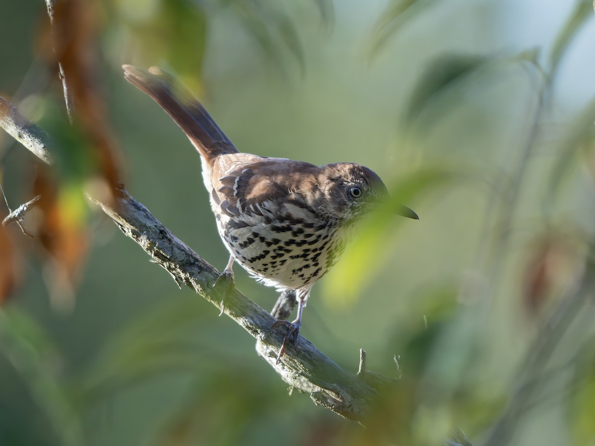 Brown Thrasher - ML642825390