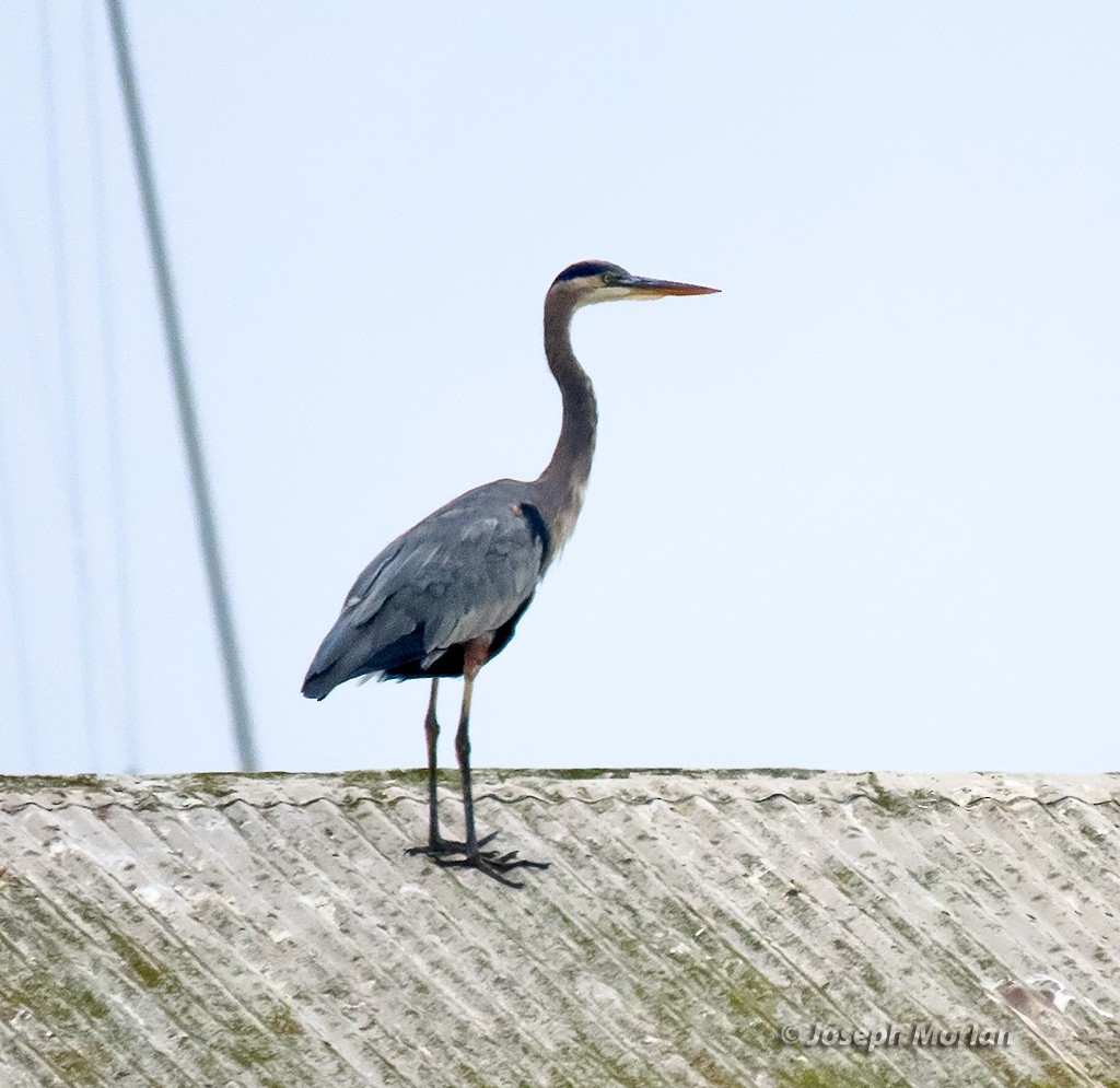 Great Blue Heron - ML642825402
