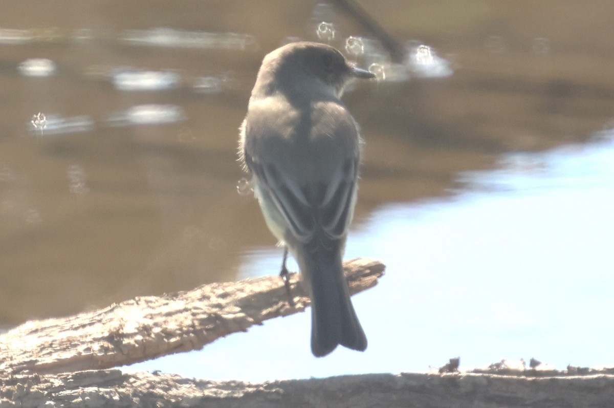Eastern Phoebe - ML642825404