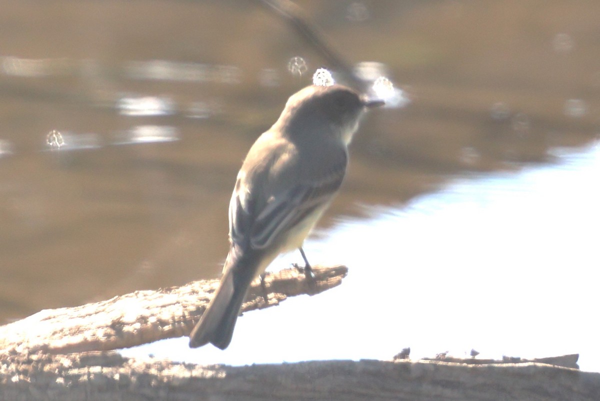 Eastern Phoebe - ML642825405